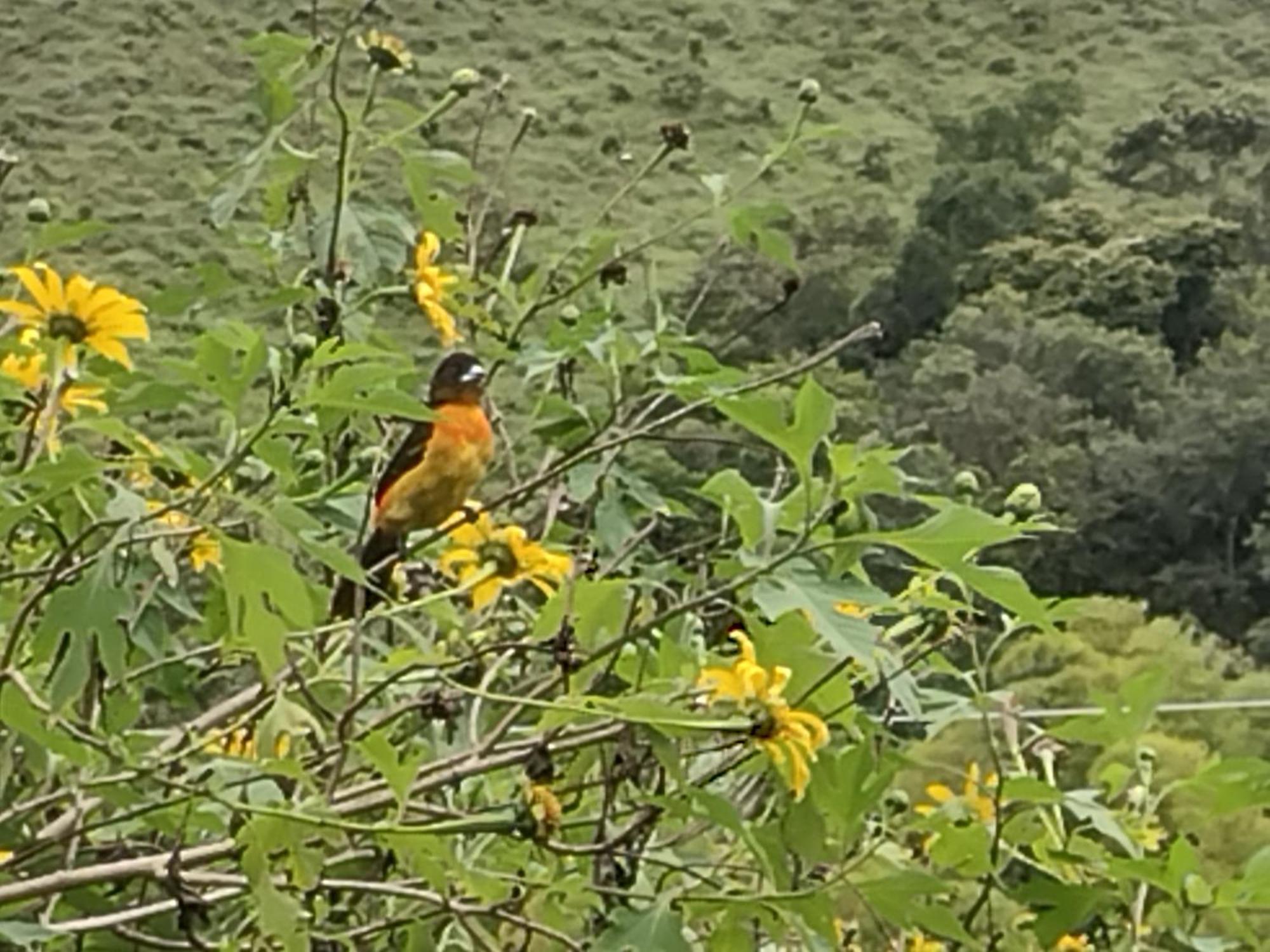 Hostal Sueno Paraiso- Observatorio Astronomico Popayán Eksteriør billede